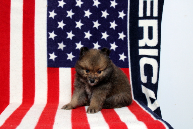 puppy, for, sale, Pomeranian, Matthew B. Stoltzfus, dog, breeder, Gap, PA, dog-breeder, puppy-for-sale, forsale, nearby, find, puppyfind, locator, puppylocator, aca